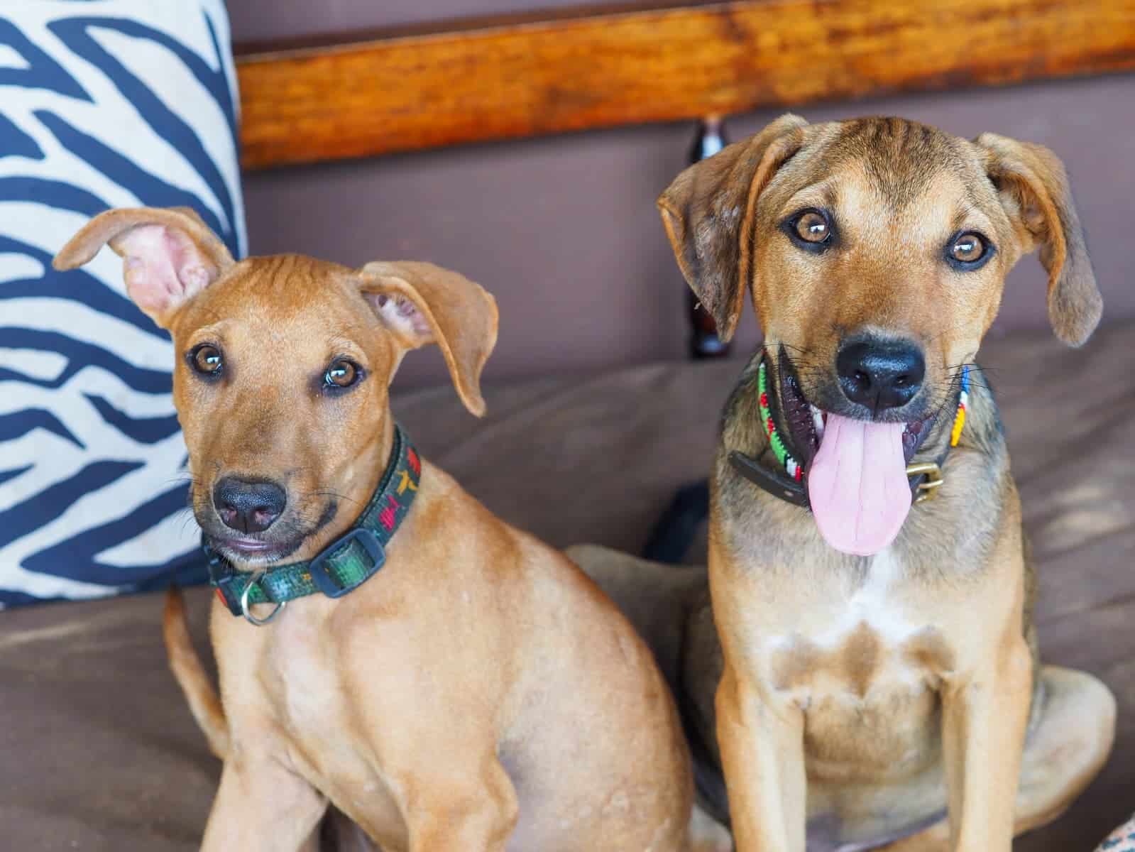 Bahati Dogs