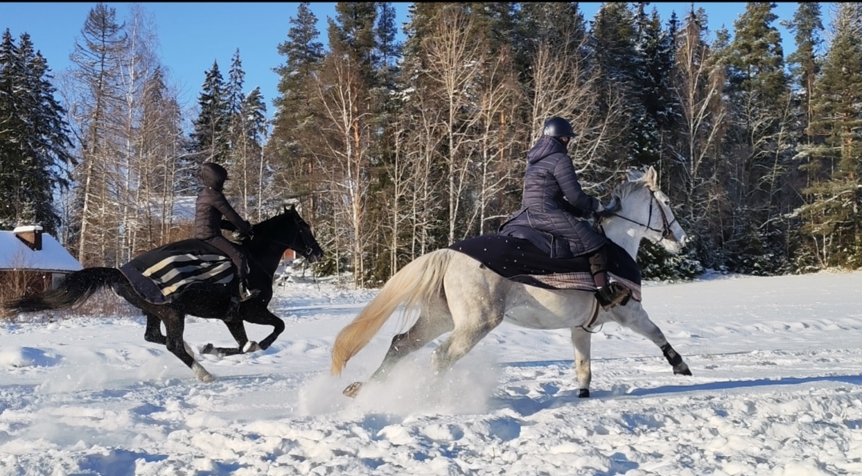 Punametsän Ratsastajat